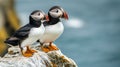 Two atlantic puffins perched on coastal cliffs with ocean background Royalty Free Stock Photo