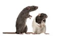 Two attentive Rats standing , Royalty Free Stock Photo