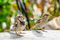 Two attractive sparrows on a table, regular inhabitants of the city Royalty Free Stock Photo