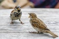 Two attractive sparrows on a table, regular inhabitants of the city Royalty Free Stock Photo