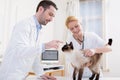 Two attractives veterinary surgeons examine a cat Royalty Free Stock Photo