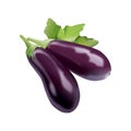 Two aubergines with leaves isolated on a white background