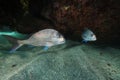 Two australasian snappers above sandy bottom next to rock overhang