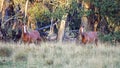 Two Australian Brumby Colts. Royalty Free Stock Photo