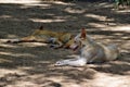 Two Australian dogs dingo Canis dingo