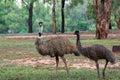 Two australian emus in wild Royalty Free Stock Photo
