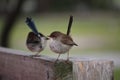 Two Australian Fairy Wrens Royalty Free Stock Photo