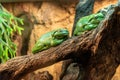 Two Australian green tree frog Ranoidea caerulea sitting on log Royalty Free Stock Photo