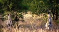 Female Australian Kangaroo With Joey In Her Pouch Beside A Male Kangaroo Watching From The Bush Royalty Free Stock Photo