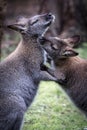 Two Australian kangaroos grooming each other