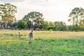 Two Australian Kangaroos, One Hopping Away