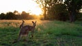 Two Kangaroos In A Striking Australian Sunset Scene