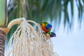 Two Australian Lorikeets Sitting on Palm Tree. Animal Concept