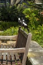 Two Australian magpies gymnorhina tibicen Royalty Free Stock Photo