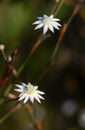 Two Australian native Lesser Flannel Flower, Actinotus minor