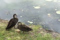 Two Australian Pacific black ducks resting