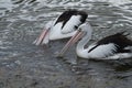 Two Australian Pelican making fishing in Camden River