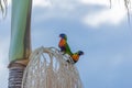 Two Australian Rainbow Lorikeets Sitting on Palm Tree. Animal Concept