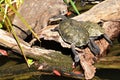 Two Australian Saw-shelled turtle sunbathing Royalty Free Stock Photo