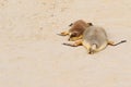 Two Australian Sea Lions sleeping on warm sand at Seal Bay, Kangaroo Island, South Australia. Royalty Free Stock Photo