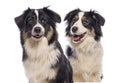 Two australian shepherd dogs panting and posing on a white background Royalty Free Stock Photo