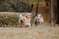 Two australian shepherd dogs play fighting in autumn Royalty Free Stock Photo