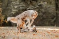 Two australian shepherd dogs play fighting in autumn Royalty Free Stock Photo