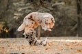 Two australian shepherd dogs play fighting in autumn Royalty Free Stock Photo