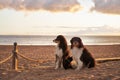 Two australian shepherd Dogs sit side by side on a sandy beach,