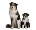 Two Australian Shepherd dogs, sitting