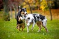 Two Australian Shepherds play together Royalty Free Stock Photo