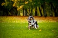 Two Australian Shepherds play together Royalty Free Stock Photo