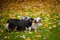 Two Australian Shepherds play together Royalty Free Stock Photo