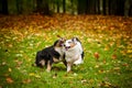 Two Australian Shepherds play together Royalty Free Stock Photo