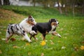 Two Australian Shepherds play together Royalty Free Stock Photo