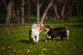 Two Australian Shepherds play together Royalty Free Stock Photo