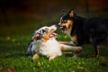 Two Australian Shepherds play together Royalty Free Stock Photo