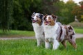 Two australian shepherds