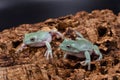 Two Australian tree frogs on the bark of a cork oak