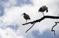 Two Australian White Ibis (Threskiornis molucca) perched on a dry tree Royalty Free Stock Photo