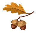 Two autumn acorns on oak branch with yellow leaf vector illustration. Royalty Free Stock Photo