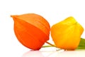 Two autumn blooming bright Physalis Royalty Free Stock Photo