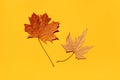 Two autumn maple leaf on orange paper Royalty Free Stock Photo