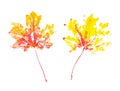 Two autumn maple leaves imprint watercolor