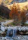 Two autumn tree on mountain