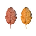 Two autumn yellow and brown leaves. Watercolor art collection. Isolated hand drawn illustration Royalty Free Stock Photo
