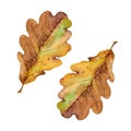 Two autumn yellow and brown oak leaves. Watercolor art collection. Isolated hand drawn illustration Royalty Free Stock Photo