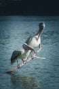 Two Avian Elegant Graceful Egret and Stork in a Tranquil Timber