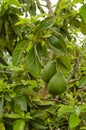 Two Avocado Hangs From Branch Royalty Free Stock Photo