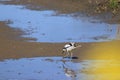 Avocet bird looking for food in the wetlands Royalty Free Stock Photo